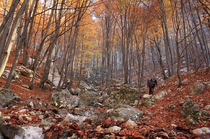 _MG_8083.JPG