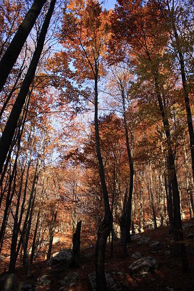 _MG_8092.JPG